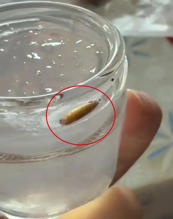 孕妇称喝小仙炖燕窝发现虫蛹，商家猜测与客户存放条件有关