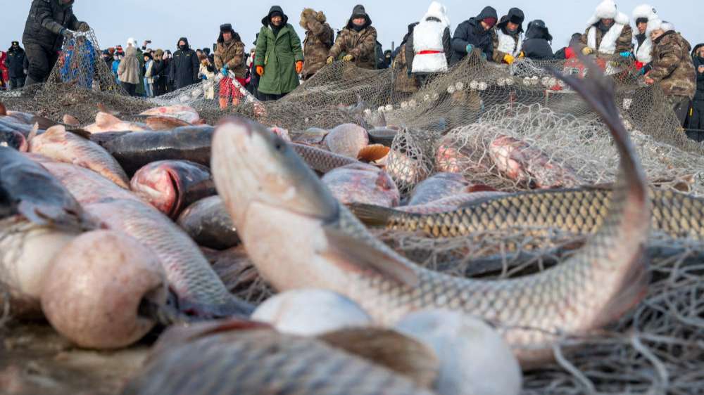 万鱼腾跃 在中俄界湖体验冬捕