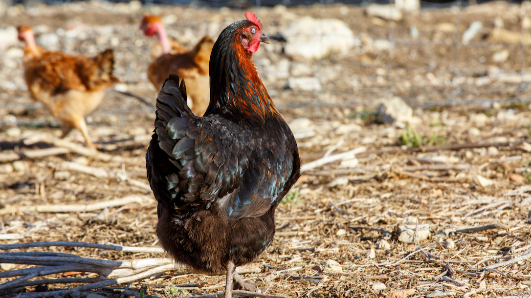 巴西新城病现连锁反应，暂停对多国出口鸡肉产品，中国进口鸡翅中一周涨价16%