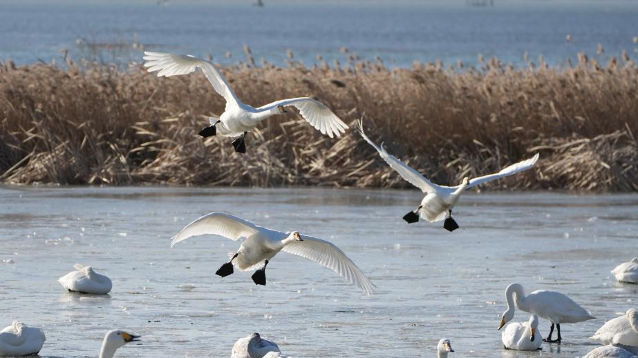 大批大天鹅在山东荣成越冬