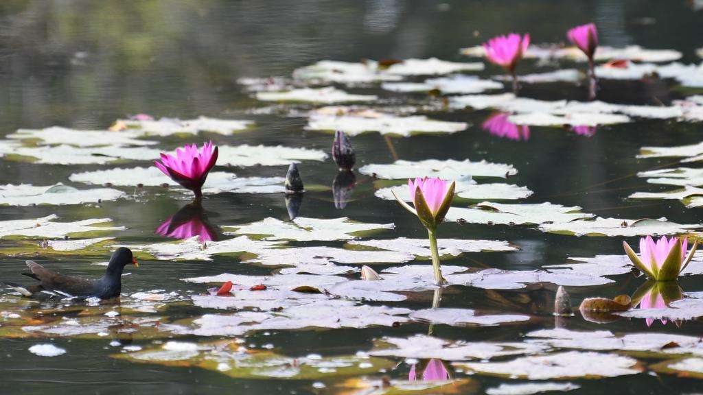 广州云溪植物园打造睡莲家园