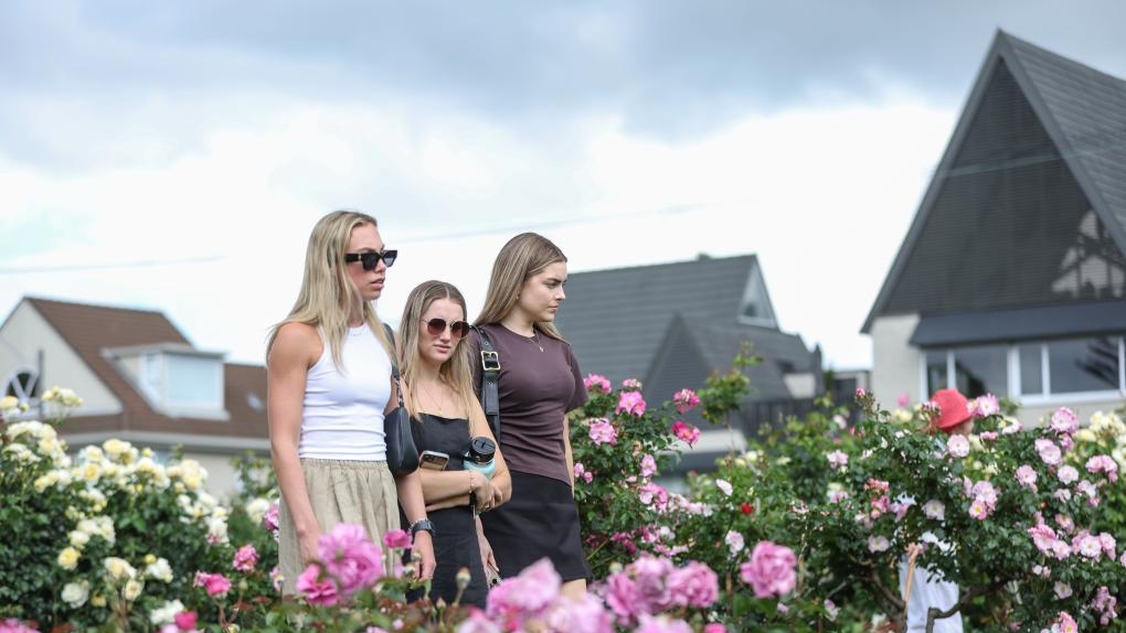 新西兰：鲜花盛放引游人