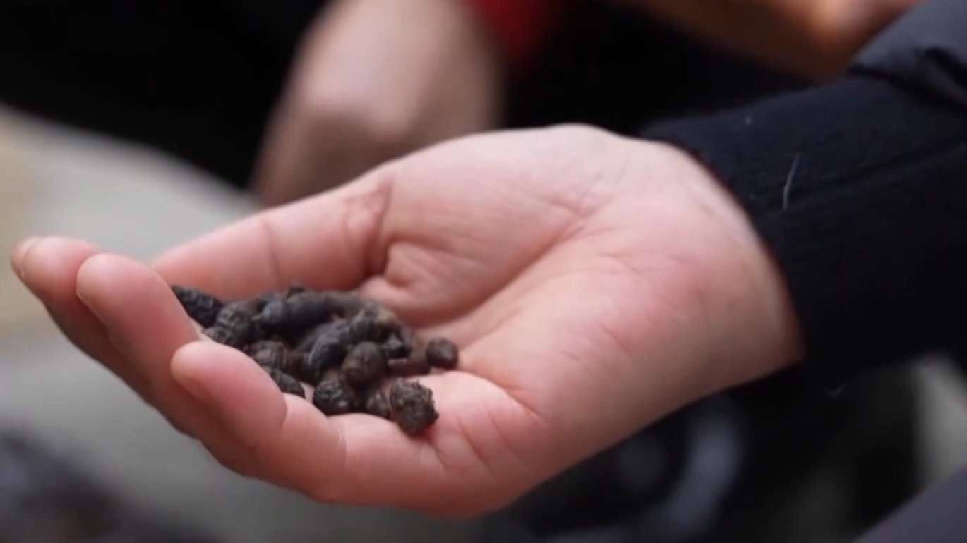 给廉价草药起名“黑虫草”“海底椰”高价卖 一诈骗团伙落网