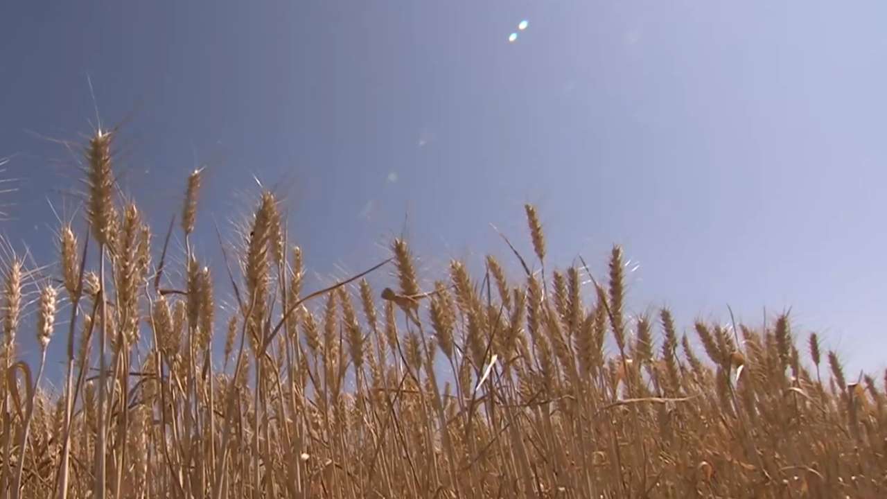 第八批中国重要农业文化遗产候选项目名单公布 北京2处入选