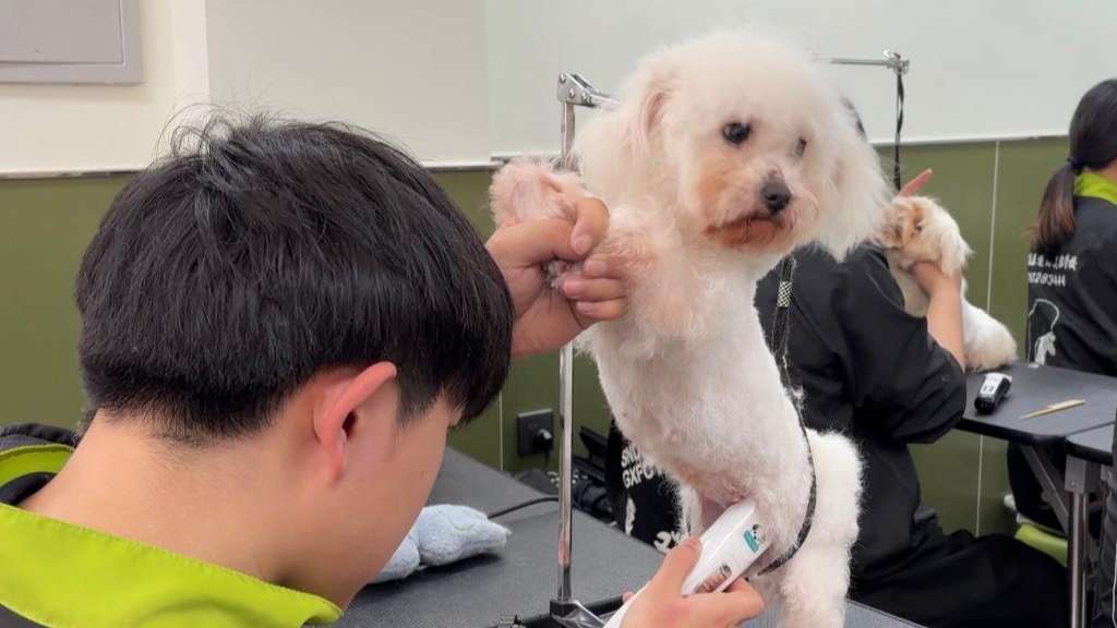 在鞍山，“宠物友好”新职业走热……